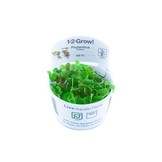 Tropica Phyllanthus fluitans 1-2-grow! (easy)