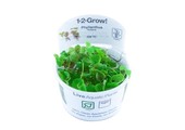 Tropica Phyllanthus Fluitans 1-2-grandir! (Facile)