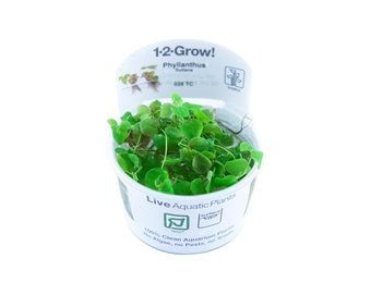 Tropica Phyllanthus fluitans 1-2-grow! (easy)