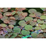 Tropica Phyllanthus fluitans 1-2-grow! (easy)