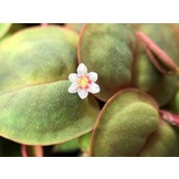Tropica Phyllanthus fluitans 1-2-grow! (easy)
