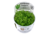 Tropica Pogostemon Decadensis - erectus 1-2-grow! (medium)