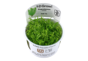 Tropica Pogostemon Decadensis - erectus 1-2-grow! (medium)