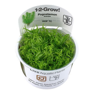 Tropica Pogostemon Decadensis - erectus 1-2-grow! (medium)