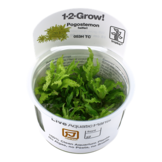 Tropica Pogostemon Helferi 1-2-grandir! (moyen)