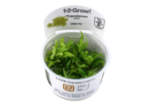 Tropica Pogostemon helferi 1-2-grow! (medium)