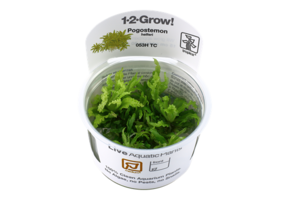 Tropica Pogostemon Helferi 1-2-Grow! (medium)