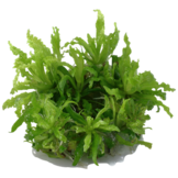 Tropica Pogostemon Helferi 1-2-grandir! (moyen)