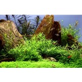 Tropica Pogostemon Helferi 1-2-grandir! (moyen)