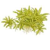 Tropica Pogostemon Helferi 1-2-grandir! (moyen)
