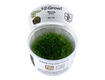Tropica Riccia Fluitans 1-2-Grow! (medium)