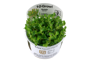 Rotala Bonsai - in vitro