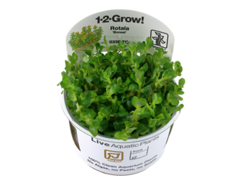 Rotala Bonsai - In vitro