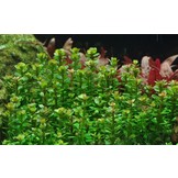 Rotala Bonsai - In vitro
