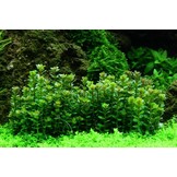 Rotala Bonsai - In vitro