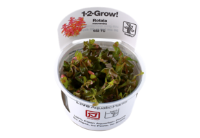 Tropica rotala macrandra 1-2-grandir! (Avancee)