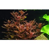 Tropica Rotala macrandra 1-2-grow! (advanced)