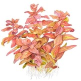 Tropica Rotala macrandra 1-2-grow! (advanced)