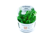 Tropica Rotala rotundifolia 'Green' 1-2-grow! (medium)