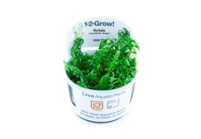 Tropica rotala rotundifolia 'Green' 1-2-grandir! (moyen)