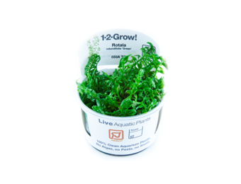 Tropica Rotala Rotundifolia 'Green' 1-2-Grow! (medium)