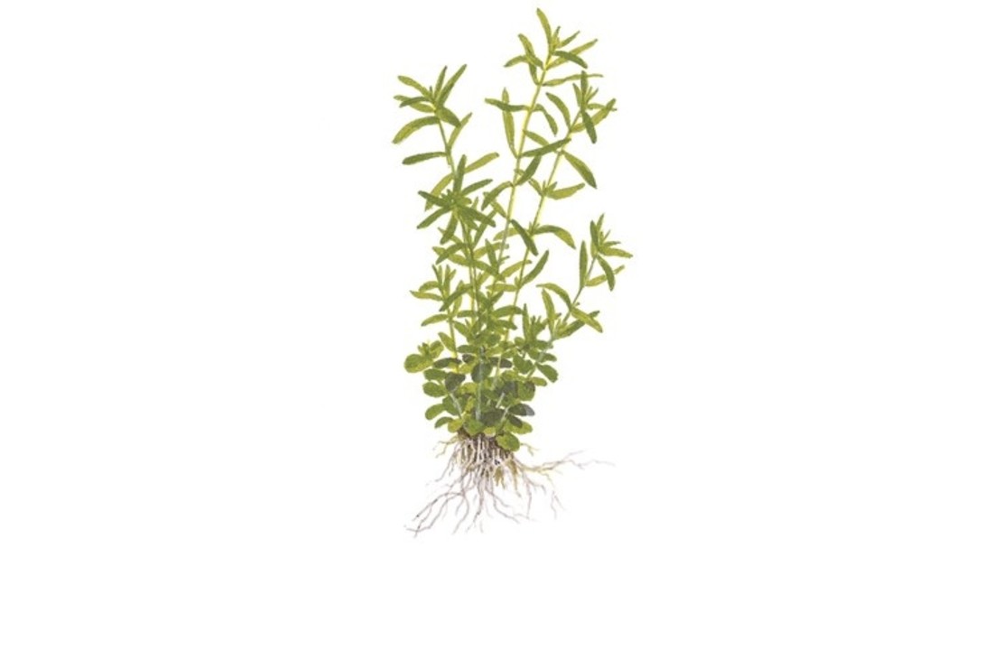 Tropica Rotala rotundifolia 'Green' 1-2-grow! (medium)