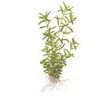 Tropica Rotala Rotundifolia 'Green' 1-2-Grow! (medium)