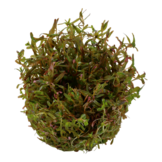 Tropica rotala rotundifolia h'ra '1-2-grandir! (moyen)