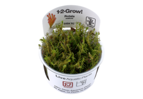 Tropica Rotala Wallichii 1-2-grandir! (Avancee)