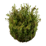 Tropica Rotala wallichii 1-2-grow! (advanced)