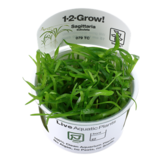 Tropica Sagittaria subulata 1-2-grow! (easy)