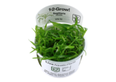 Tropica Sagittaria Subulata 1-2-Grow! (Easy)