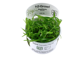 Tropica Sagittaria Subulata 1-2-Grow! (Easy)