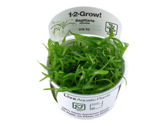Tropica Sagittaria subulata 1-2-grow! (easy)
