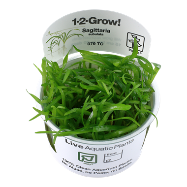 Tropica Sagittaria subulata 1-2-grow! (easy)
