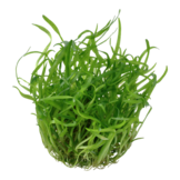 Tropica Sagittaria subulata 1-2-grow! (easy)