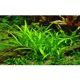 Tropica Sagittaria subulata 1-2-grow! (easy)
