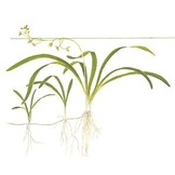 Tropica Sagittaria subulata 1-2-grow! (easy)