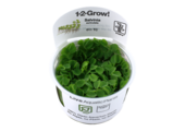 Tropica Salvinia Minima (auriculata) 1-2-grow! (easy)