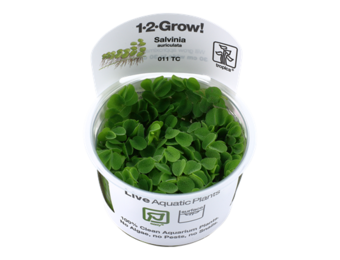 Tropica Salvinia Minima (auriculata) 1-2-grow! (easy)