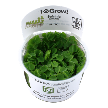 Tropica Salvinia Minima (auriculata) 1-2-grow! (easy)