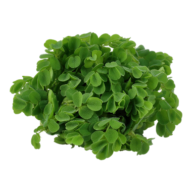 Tropica Salvinia auriculata 1-2-grow! (easy)