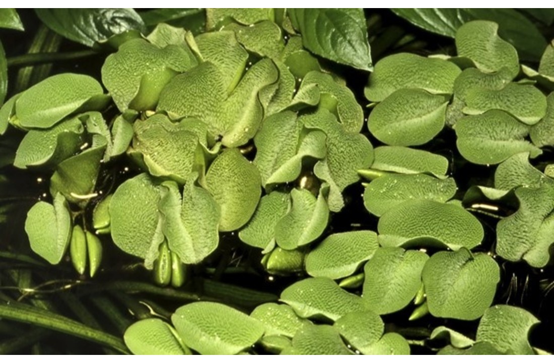 Tropica Salvinia auriculata 1-2-grow! (easy)
