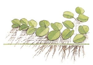 Tropica Salvinia auriculata 1-2-grow! (easy)