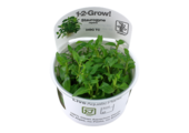 Tropica Staurogyne Repens 1-2-Grow! (Easy)
