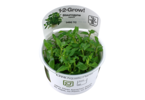 Tropica Staurogyne repens 1-2-grandir! (Facile)