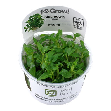 Tropica Staurogyne repens 1-2-grow! (easy)