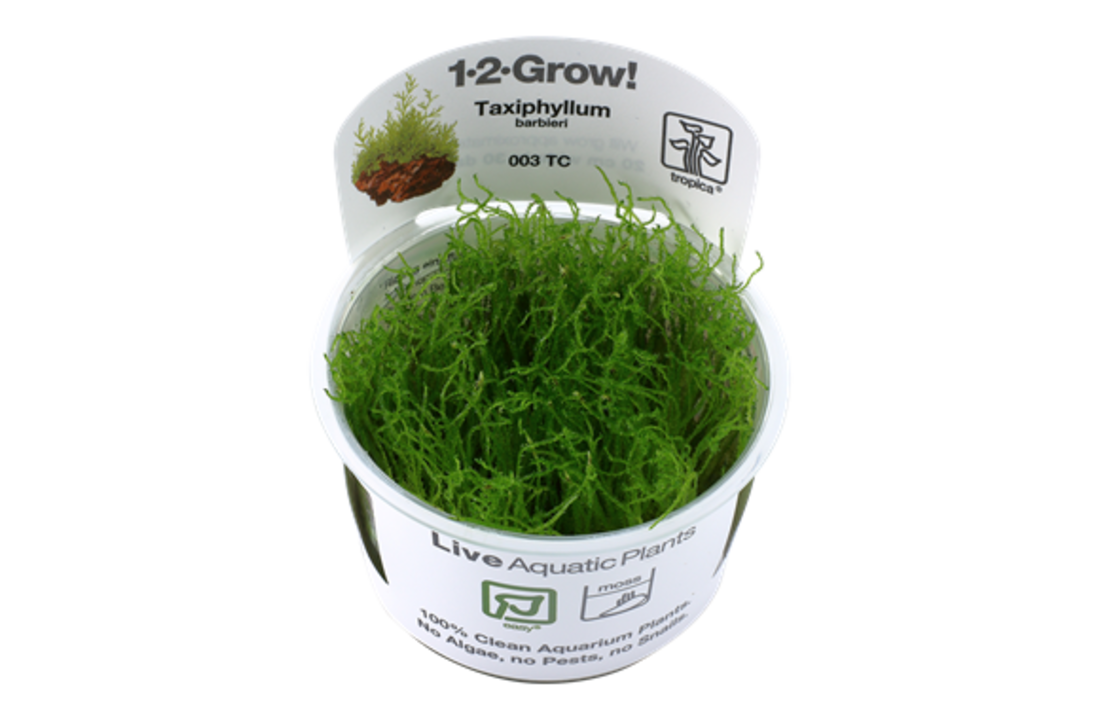 Tropica Taxiphyllum barbieri 1-2-grow! (easy)