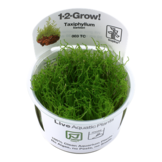 Tropica Taxiphyllum barbieri - Bogger moss 1-2-grow! (easy)