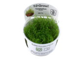 Tropica Taxiphyllum barbieri - Bogger moss 1-2-grow! (easy)